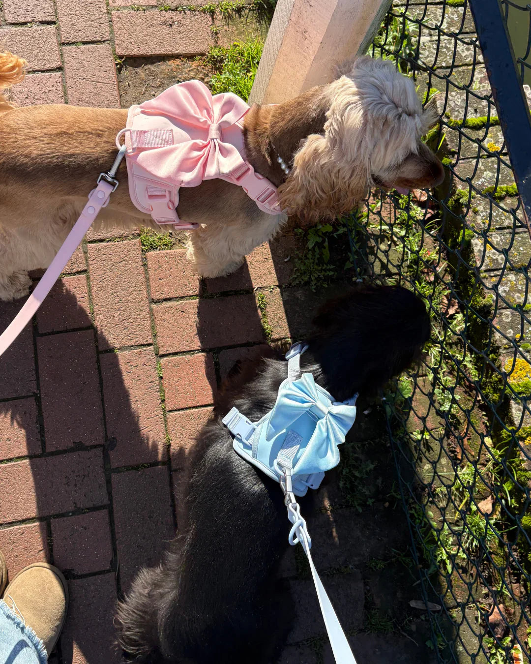 Dog Harnesses